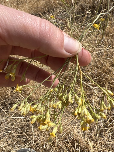 Image of Gutierrezia californica by (c) Alex C, some rights reserved (CC BY)