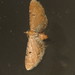 Eupithecia absinthiata - Photo (c) Donald Hobern,  זכויות יוצרים חלקיות (CC BY)