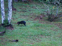 Dasyprocta fuliginosa