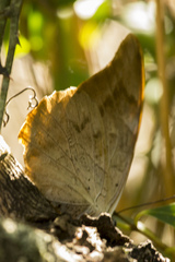 Charaxinae