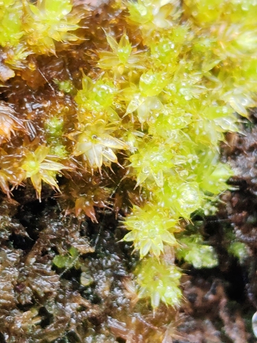 Image of Myurium hochstetteri by (c) Ljaž, some rights reserved (CC BY)