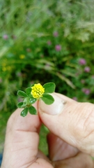 Medicago lupulina