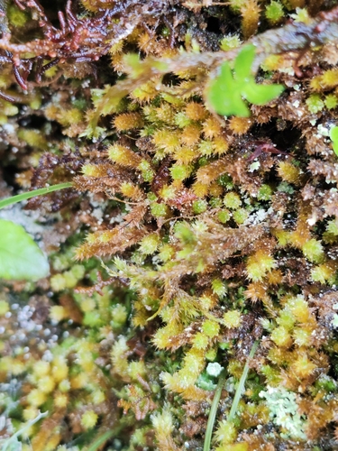 Hare-tail Moss (Myurium hochstetteri)