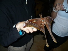 Coscinocera hercules