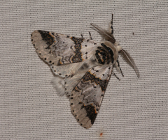Furcula scolopendrina