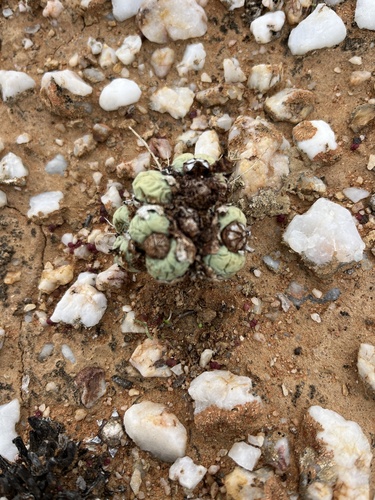 Image of Conophytum calculus by (c) Charleen Brunke, some rights reserved (CC BY)