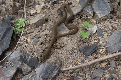 Photo of a Hubei Keelback (Rhabdophis nuchalis)