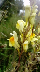 Linaria vulgaris