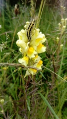Linaria vulgaris