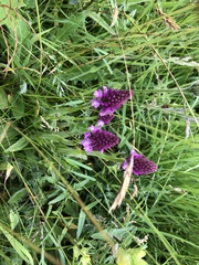 Anacamptis pyramidalis