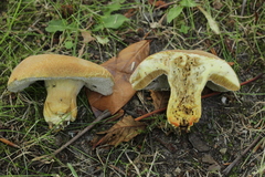 Hortiboletus engelii