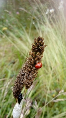 Coccinella septempunctata