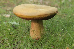 Suillellus luridus