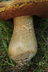 Suillellus luridus