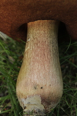 Suillellus luridus