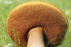 Suillellus luridus