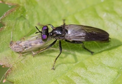 Eudioctria
