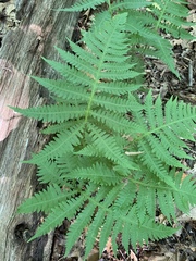 Phegopteris