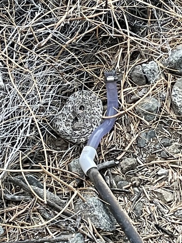 iNaturalist observation photo of Southwestern Speckled Rattlesnake