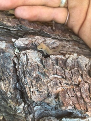 Pachydactylus geitje