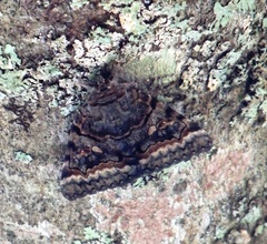 Catocala epione