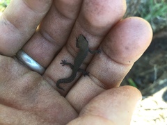 Pachydactylus geitje