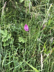 Anacamptis pyramidalis