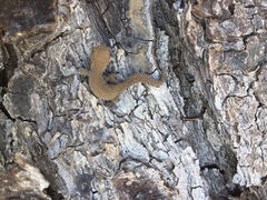 Pachydactylus geitje