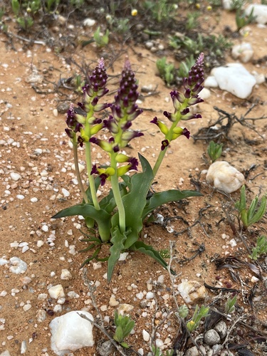 Image of Lachenalia framesii by (c) Charleen Brunke, some rights reserved (CC BY)