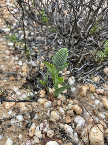 Image of Lapeirousia pyramidalis by (c) Charleen Brunke, some rights reserved (CC BY)
