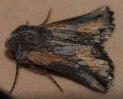 Drepanogynis anthracinata