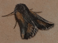 Drepanogynis anthracinata