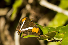 Adelpha plesaure