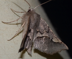 Drepanogynis sinuata