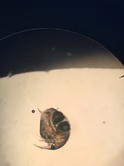 Bosmina longirostris