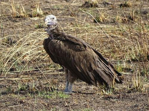 Lappet-faced Vulture