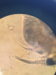 Bosmina longirostris