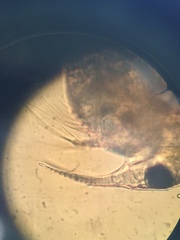 Bosmina longirostris