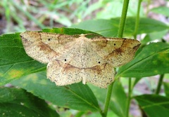 Euchlaena deplanaria