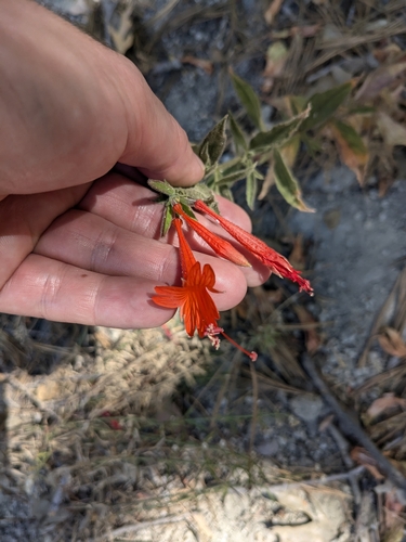 iNaturalist observation photo of California fuchsia
