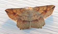 Euchlaena deplanaria