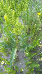 Rumex confertus