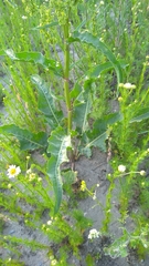 Rumex confertus