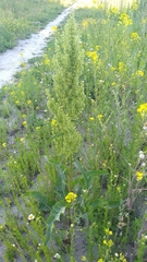 Rumex confertus