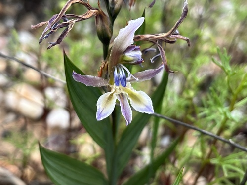 Image of Babiana lewisiana by (c) Charleen Brunke, some rights reserved (CC BY)