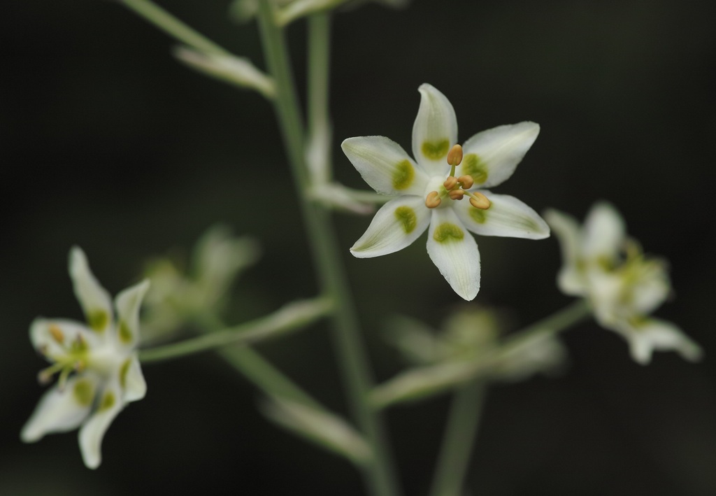 Death Camas — research-grade photo via iNaturalist