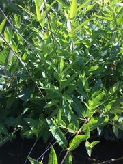 Decodon verticillatus