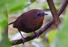 Rufous-Throated Wren-Babbler photo 4