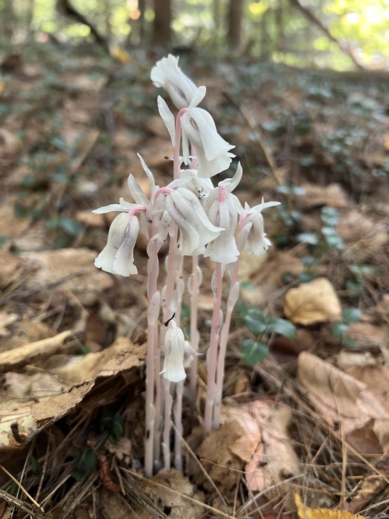Ghost Pipe