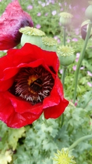 Bombus terrestris